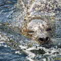 Seals at Neeltje Jans Deltapark (1742 visite) Seals at Neeltje Jans Deltapark
